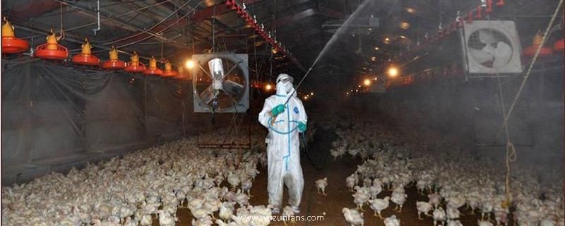 鸡舍熏蒸消毒要注意什么，消毒前要打扫干净