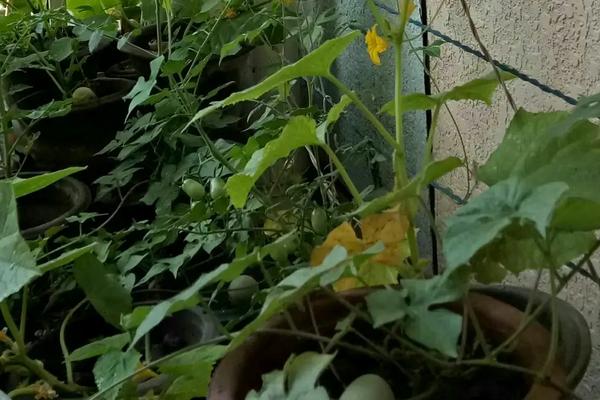 盆栽丝瓜播种方法，后期种植管理