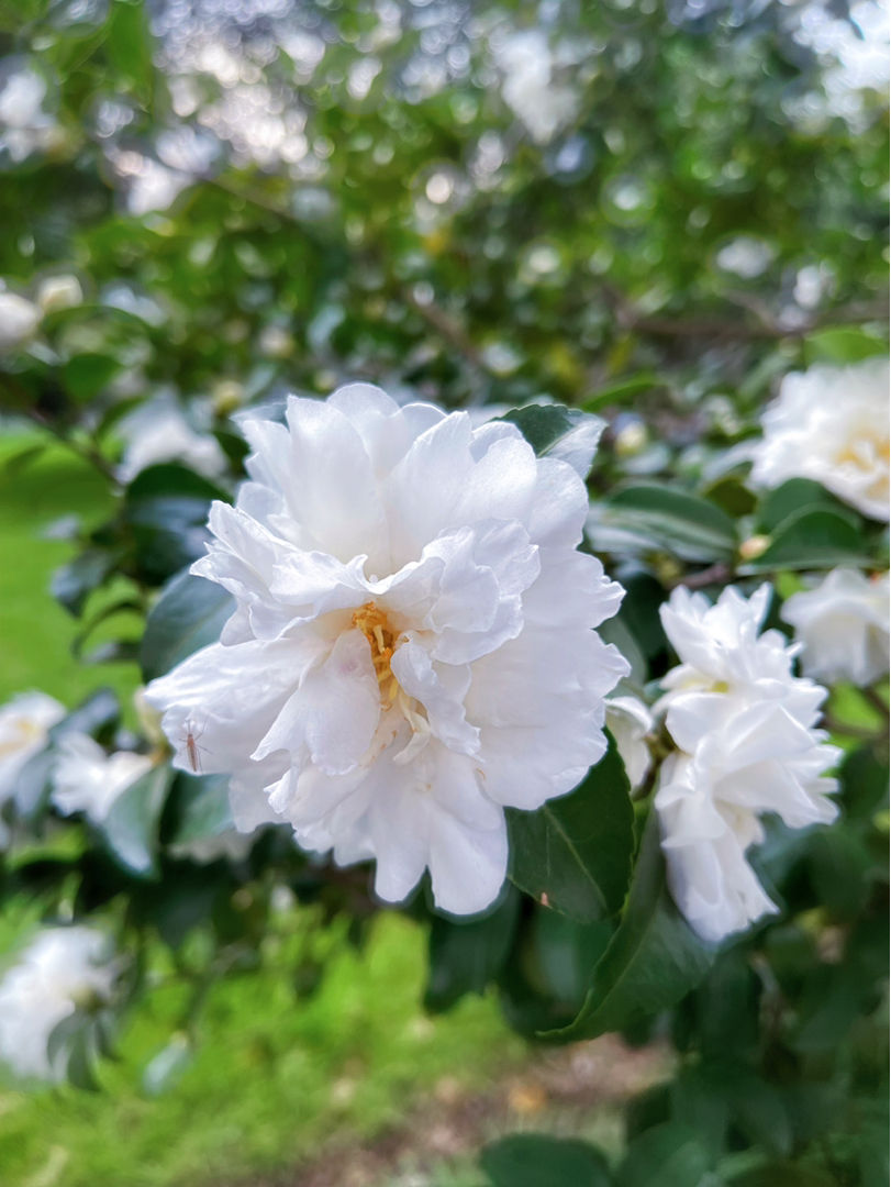 生日送什么花“12个月对应的生辰花”