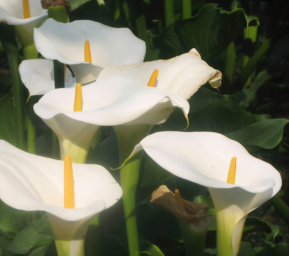 花材养护的一些小知识