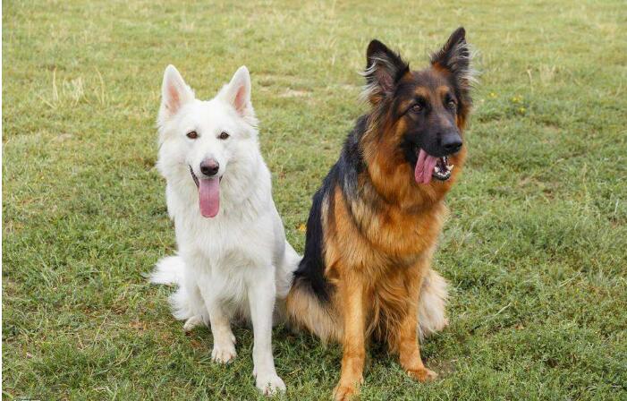 狗狗智商排名前8位,都是聪明的犬种,秒懂主人的意思