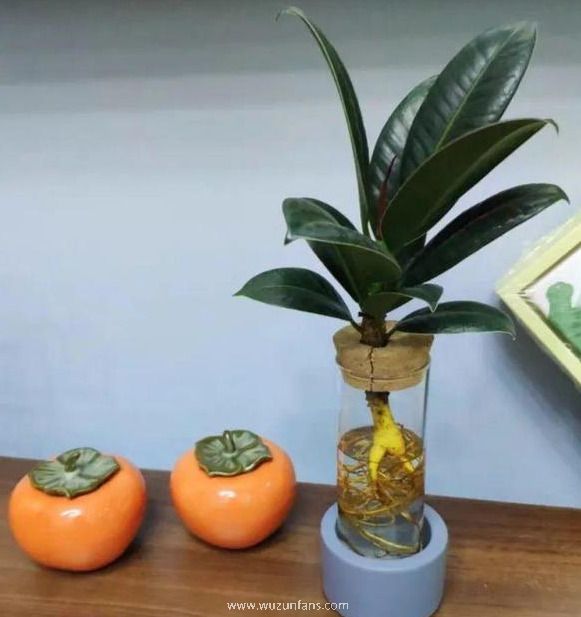 给水培花保鲜放糖还是掺盐,哪个效果更好?这些都要早知道
