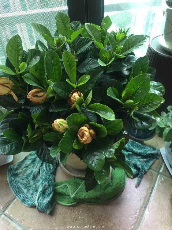 怎样养好栀子花(栀子花的养护和注意事项)