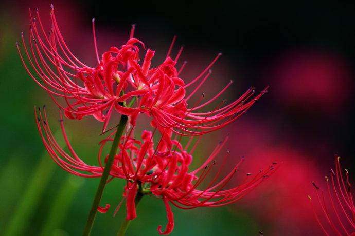 彼岸花的传说与花语“又美又凄凉”