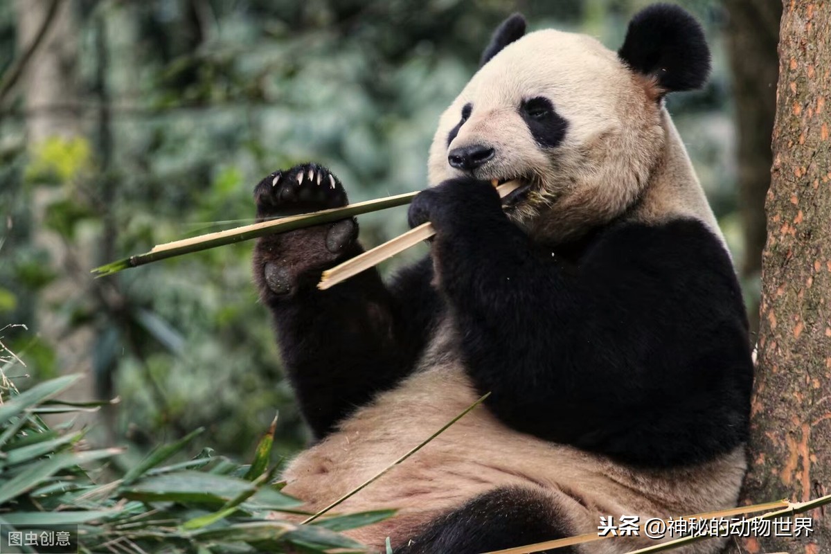 大熊猫是一种熊,有着肉食动物的消化系统,为什么却以竹子为食?
