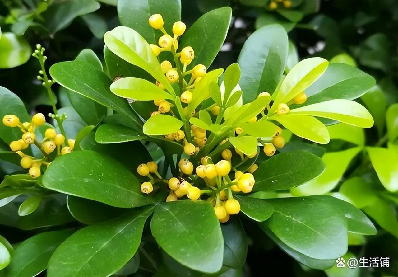 米兰花的养殖方法和注意事项(米兰花的养殖小技巧)