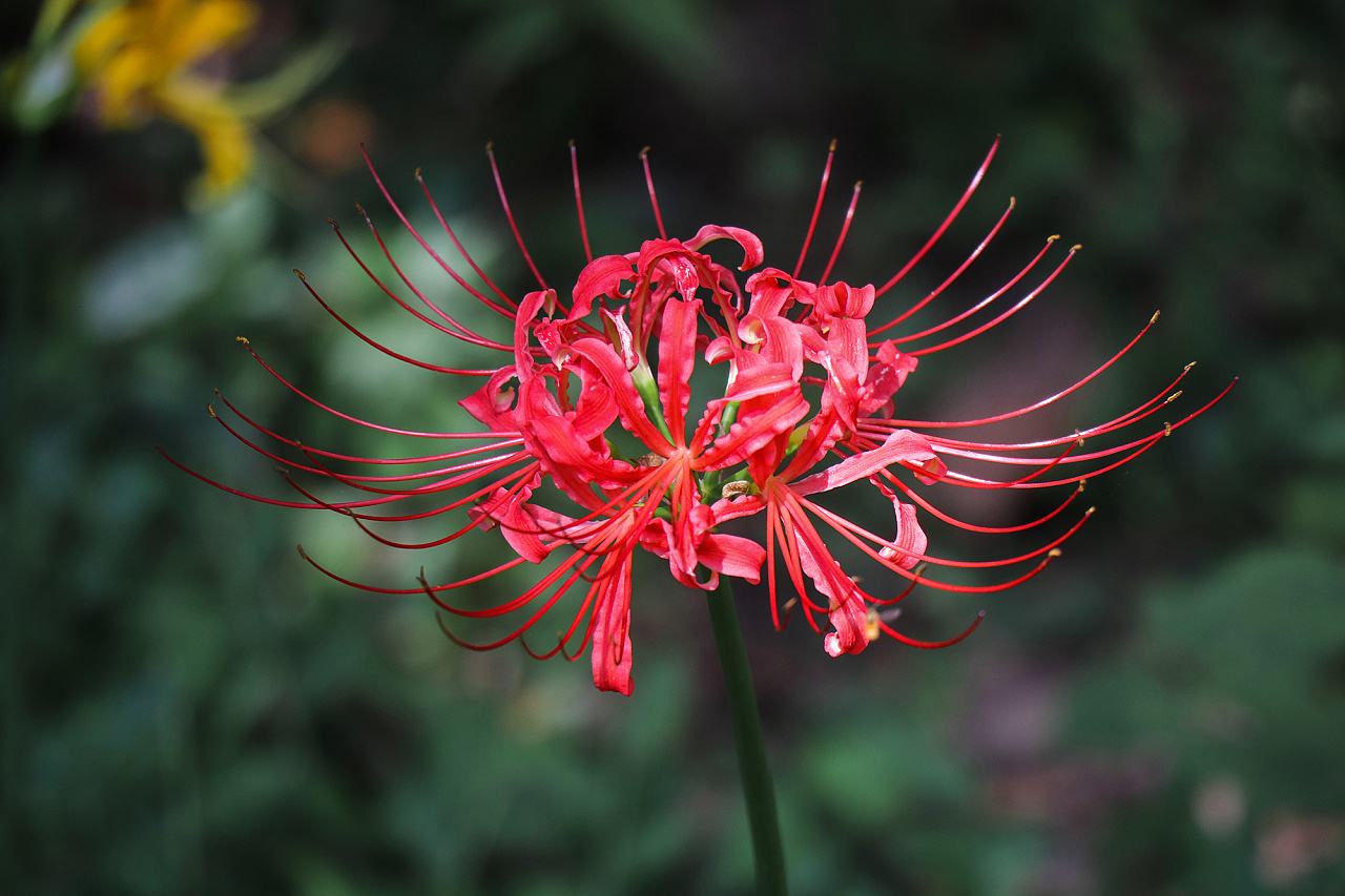 花语比较虐心的花“九种既悲伤又虐心的花语”