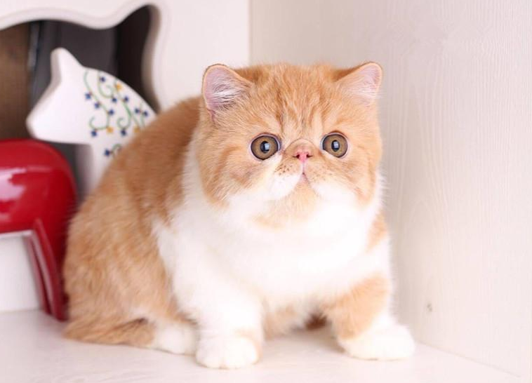 常见宠物猫的市场价（对照看你买贵了吗）