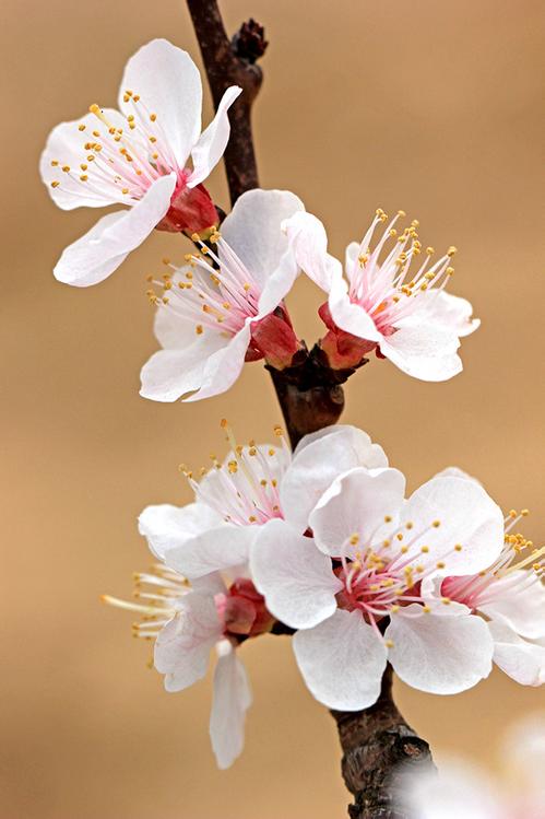 花品种图片及名称（图文讲解100种常见的花卉）