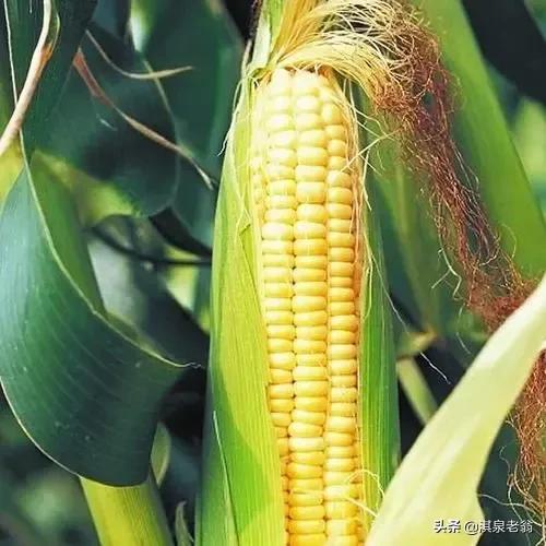 伟科702玉米种子简介（种植面积累计最大的玉米品种）