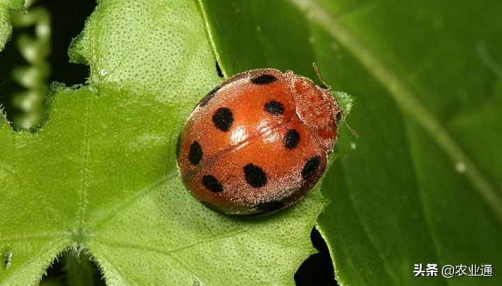 瓢虫是益虫还是害虫（瓢虫种类利害区分讲解）
