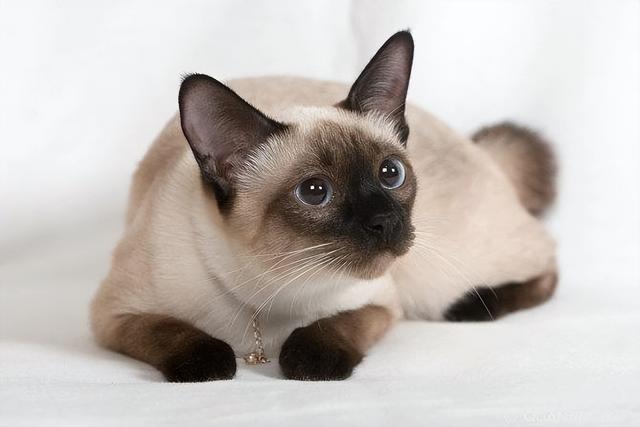 常见的宠物猫的品种和价格(目前宠物猫的品种) 10