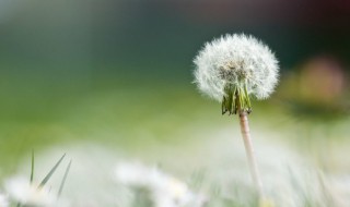 蒲公英是凉性还是热性 蒲公英属于凉性还是热性的呢