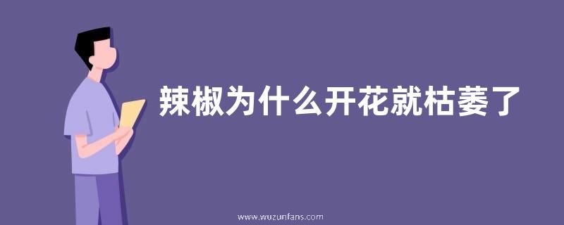 辣椒为什么开花就枯萎了