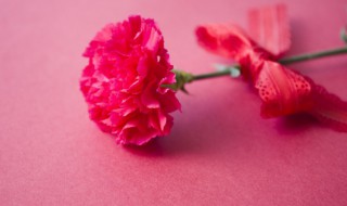 什么花的花语是感谢 代表感谢的花有哪些
