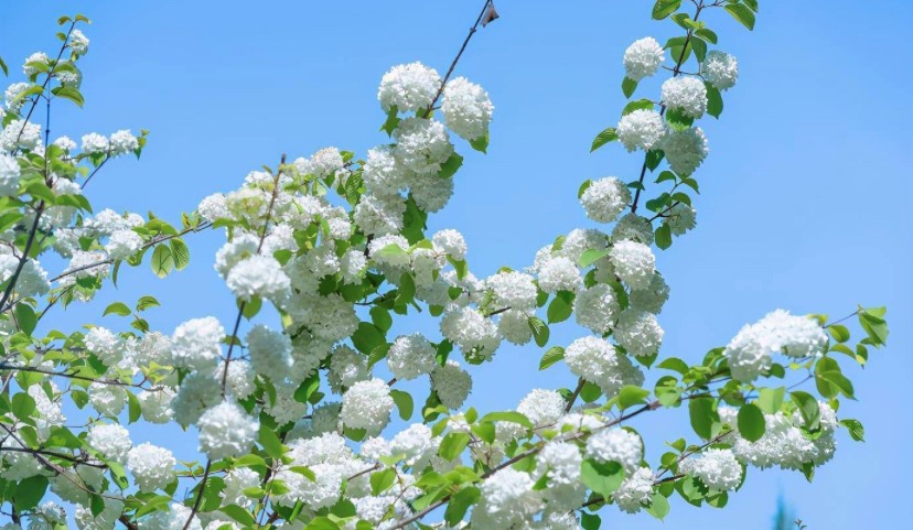 狮子座女生性格特点（非常热情）