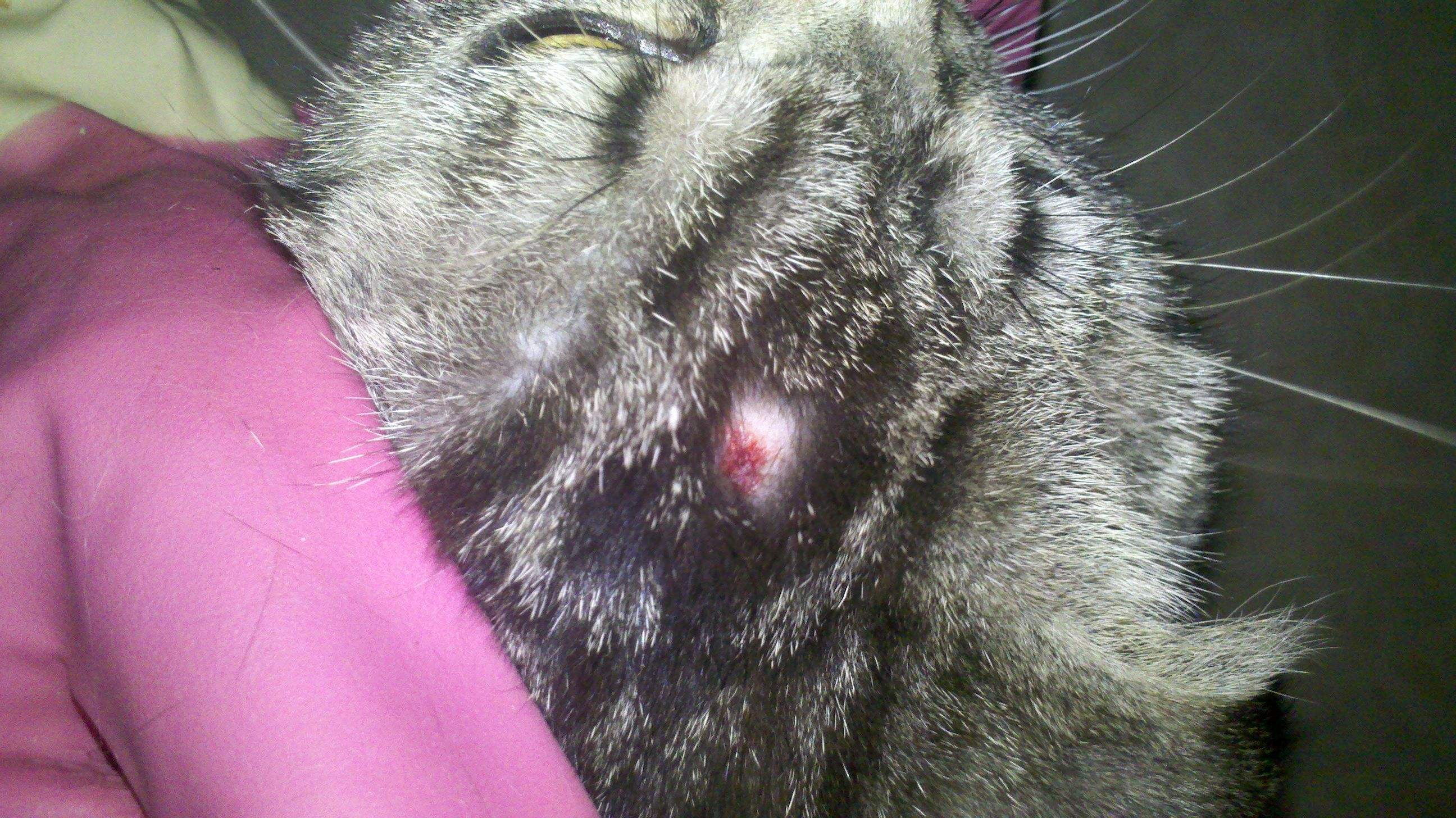 如何预防猫癣（多晒太阳）