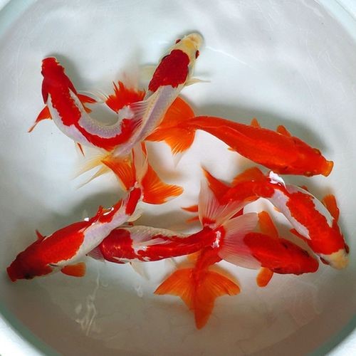 哪些鱼类比较漂亮？（和金鱼）