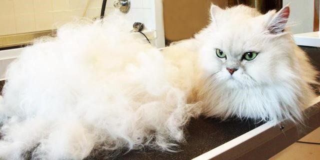 猫咪总是掉毛怎么办（经常梳毛）
