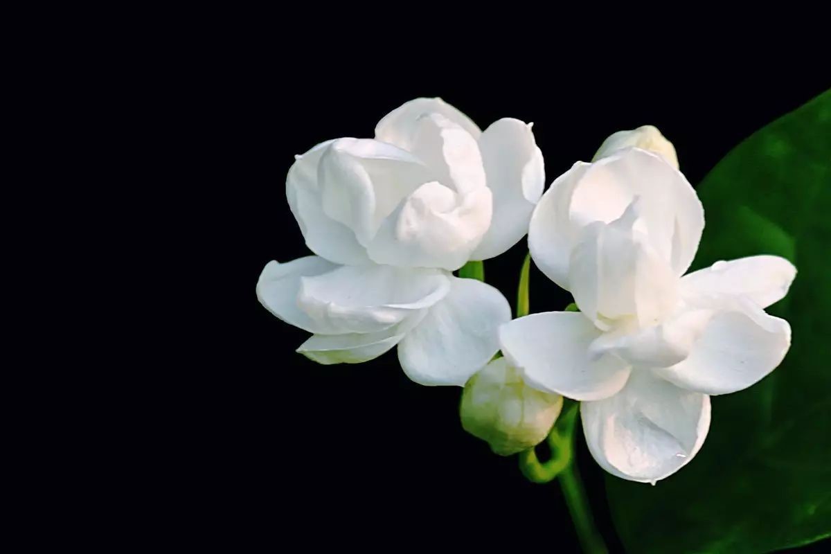 聪明人喜欢养什么花（茉莉花）