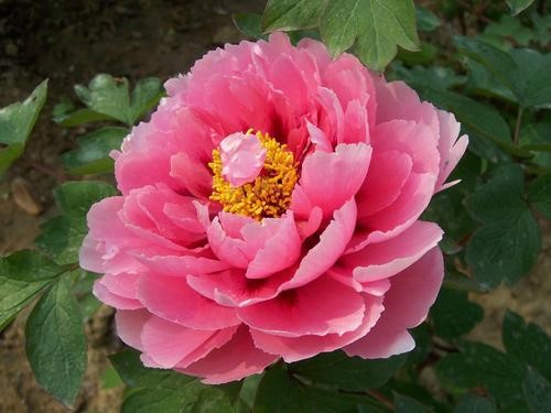 北方庭院适合种哪些花（铁线莲）