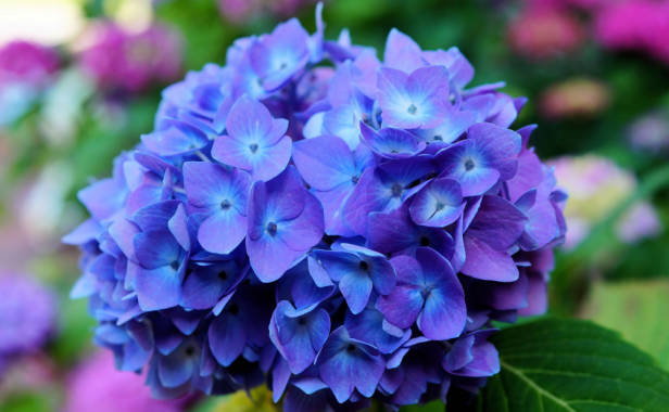 哪些花不能轻易的换盆（栀子花，绣球花，杜鹃花）
