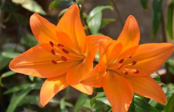 百合花需要晒太阳吗（需要）