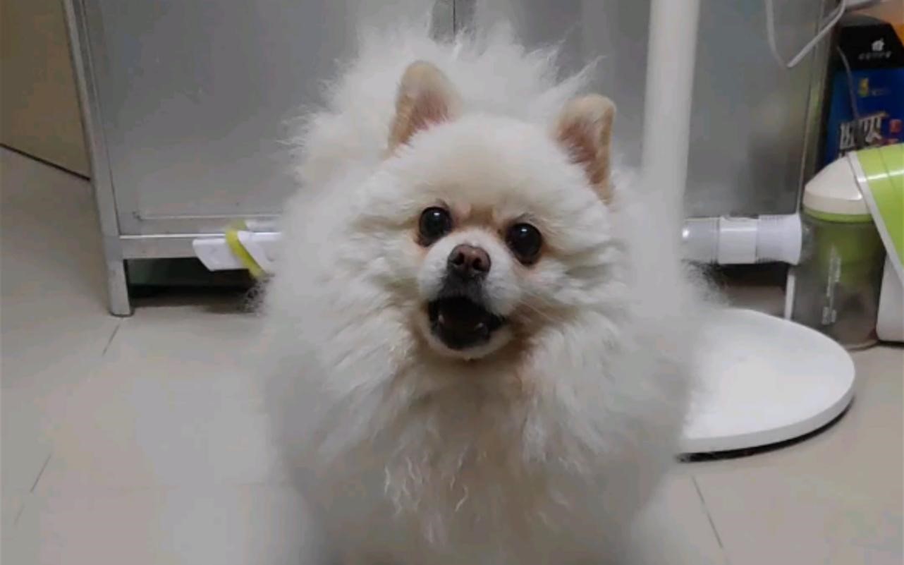 为什么更多博美成了流浪犬（遗传病多）