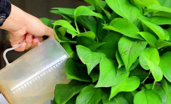 给绿萝浇茶叶水行吗（可以）  