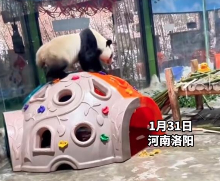 河南洛阳动物园大熊猫“性感抖臀”事件引封直播间，网友幽默调侃成“直播被封第一熊”