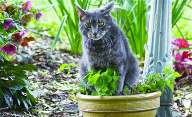 猫薄荷对猫有什么作用（产生幻觉、兴奋）
