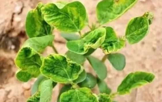 植物药害的症状有哪些（斑点、黄化、畸形、骷枯落）